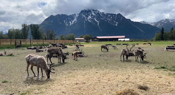 Reindeer Farm