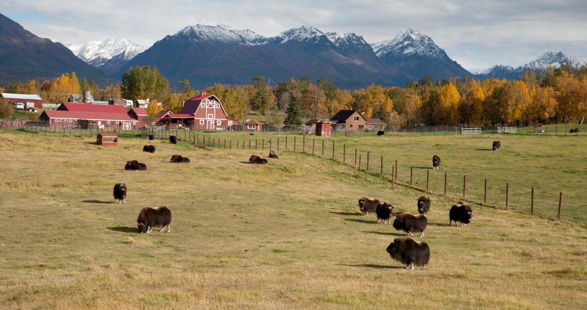 Musk Ox Farm